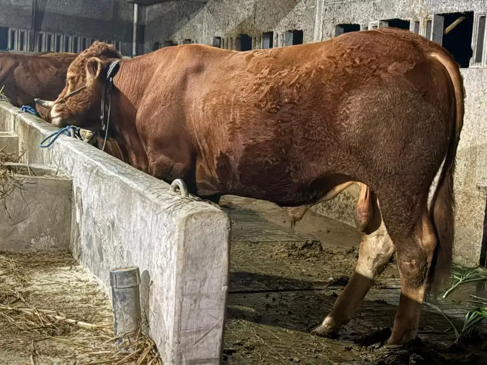 Sapi qurban bergaransi