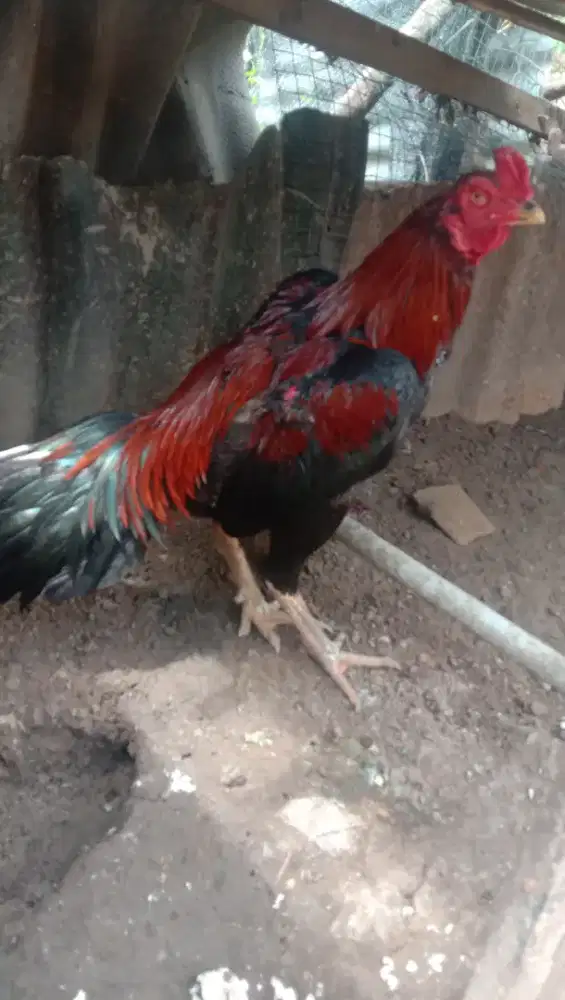 Ayam Siam BK selatan