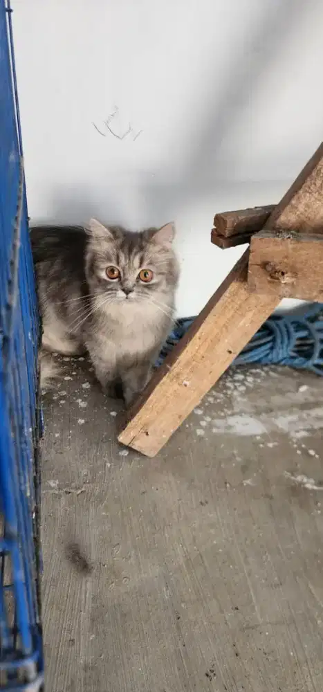 Lepas adopt kucing persia betina