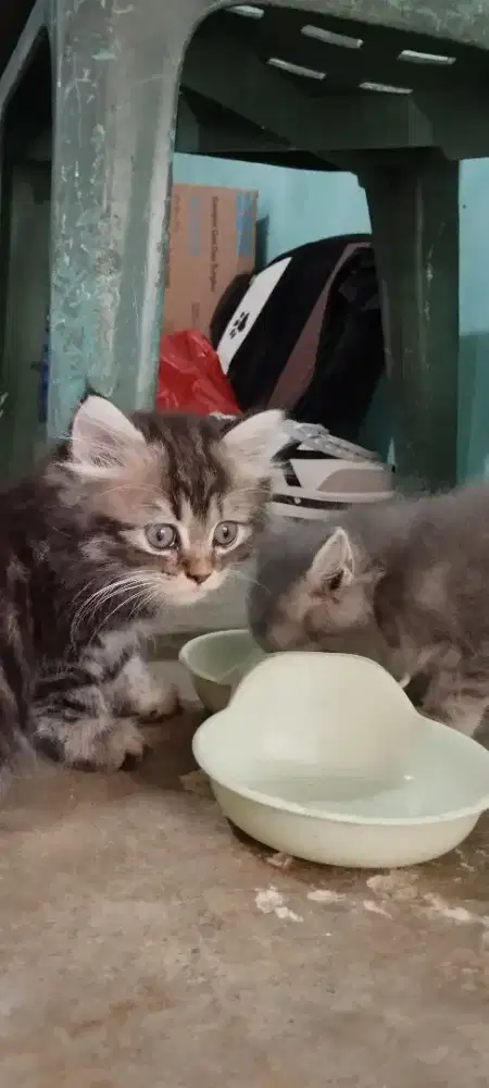 Lepas adopsi anak kucing