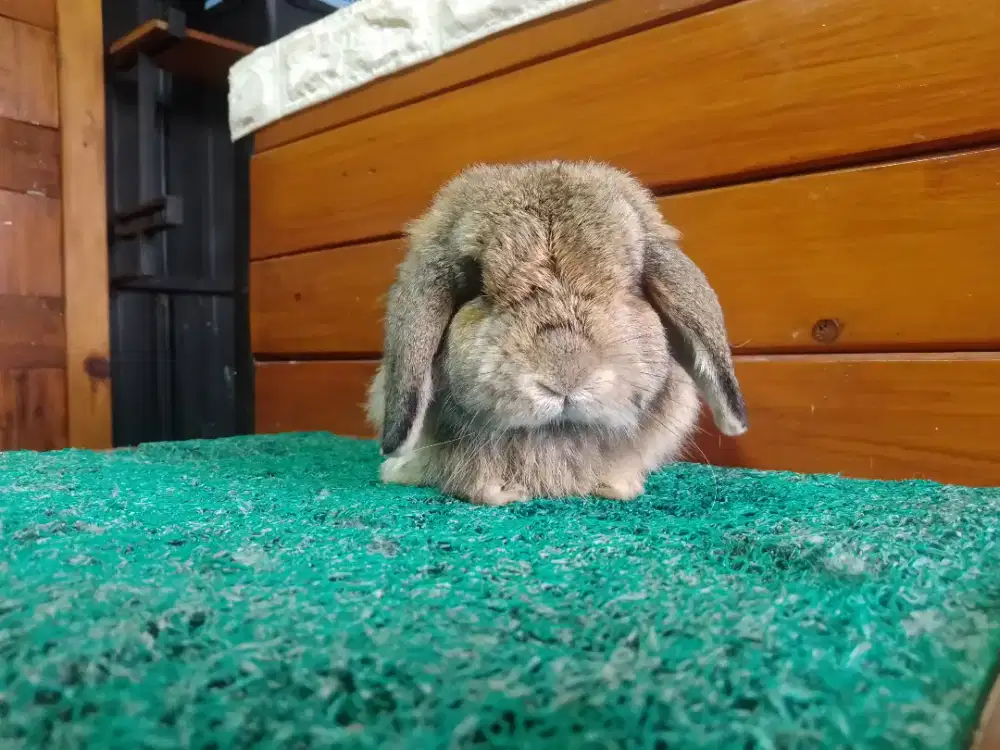 Indukan hollandloop Kuningan