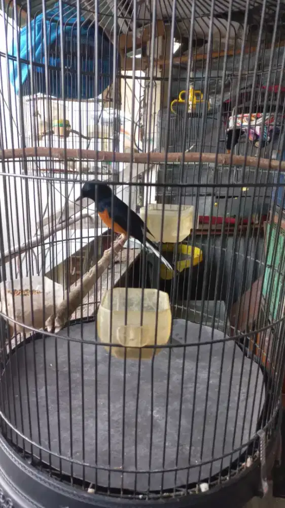 Jual burung MH pastol gacor fs mulus