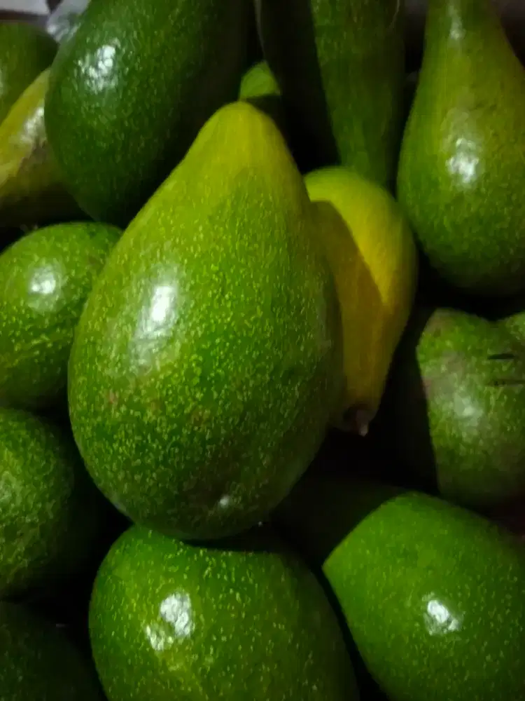 Alpukat mentega 40rb/kg