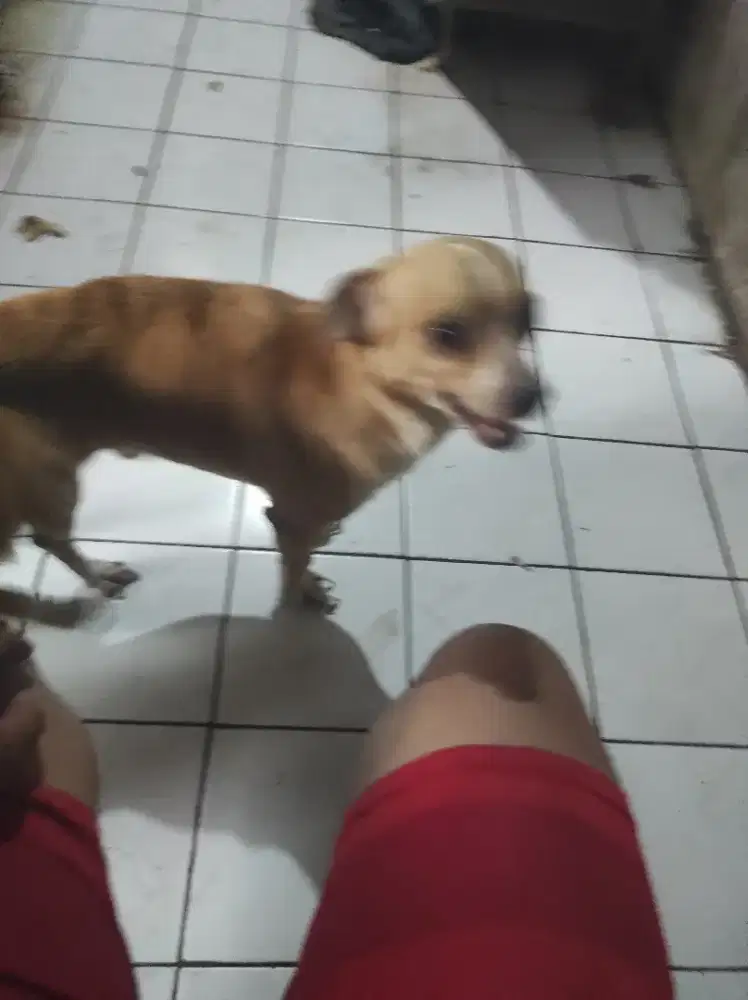 Dijual anjing chihuahua