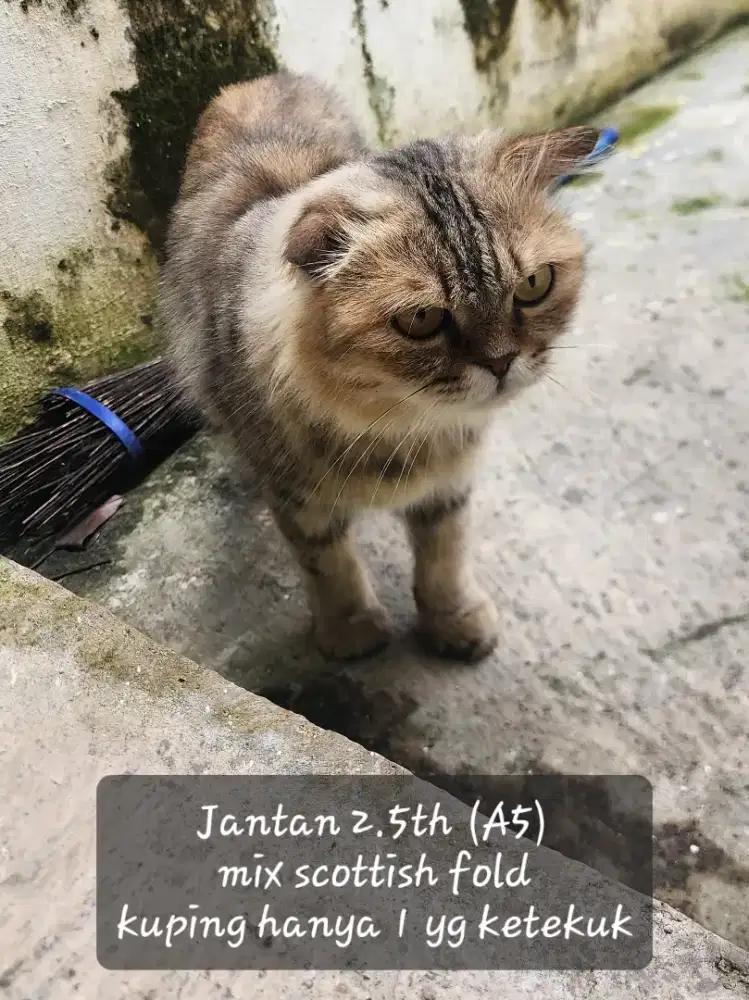 Lepas adopt kucing persia mix scottish fold jantan
