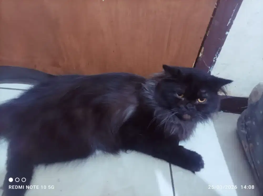 Open adopt kucing Persia jantan