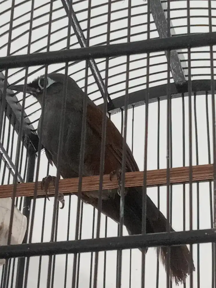 Poksay mantel sakandange