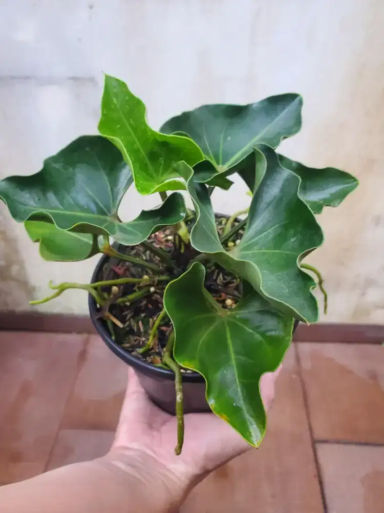 Anthurium Bintang gejelora mini
