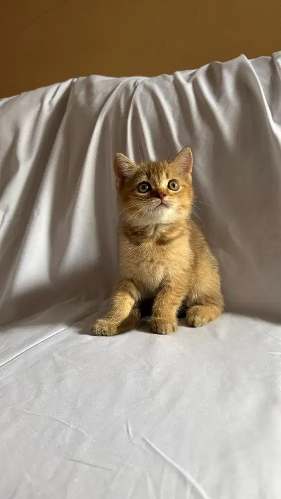 Munchkin Non Standart