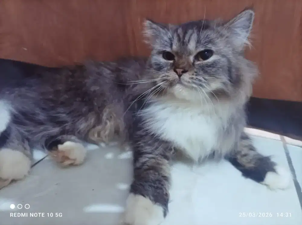 Persia betina usia 6 bln