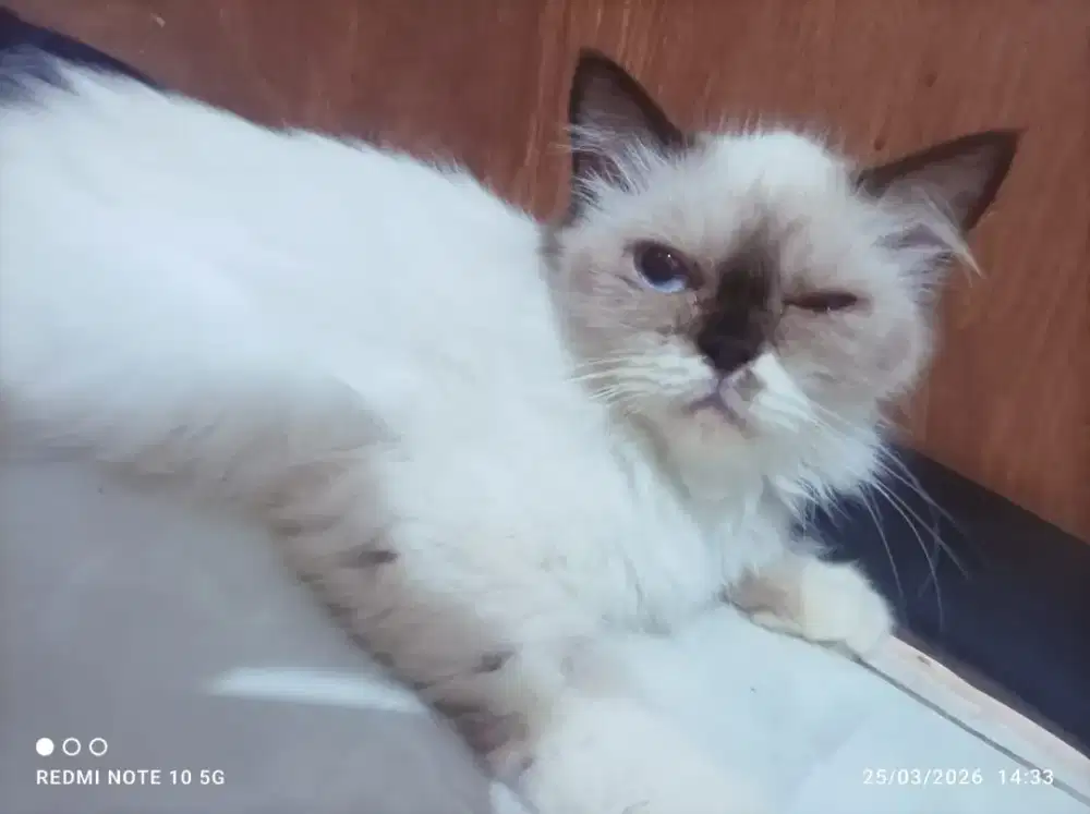 Persia usia 6 bln betina