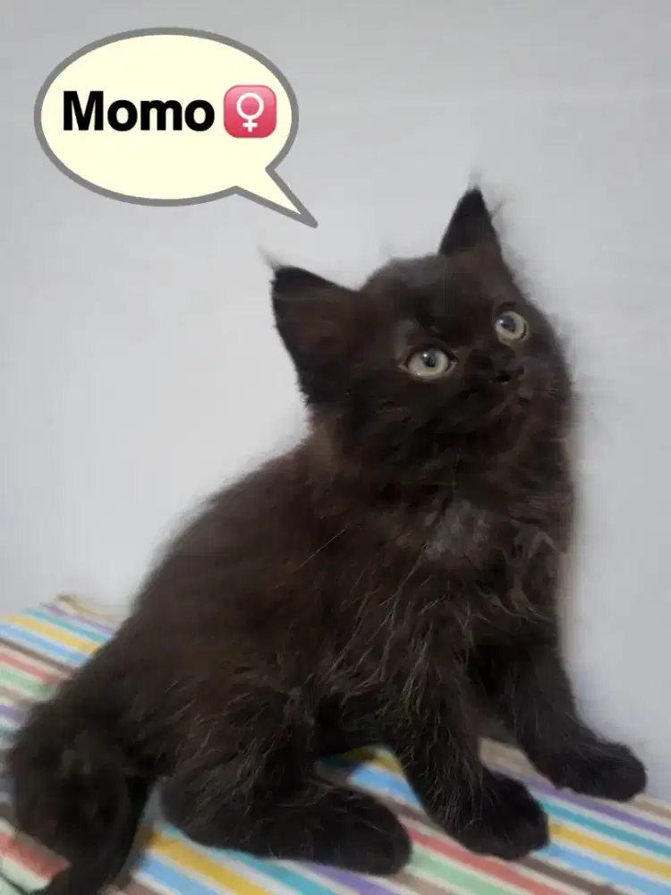 JUAL KUCING Ras Mix BSH & Persian