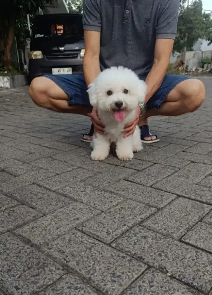 Jual Mini Bichon Frise Jantan Cucu Import Korea