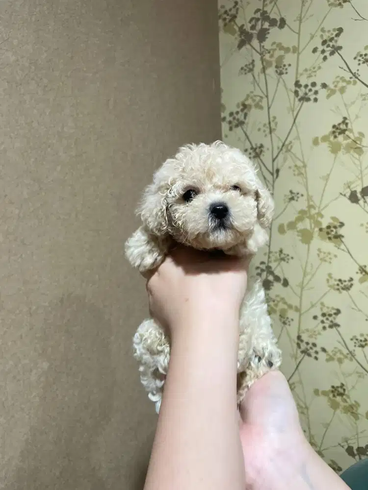 Toy Poodle Surabaya DOB 6 Feb 2026 Kosongan/Stambum Vaksin