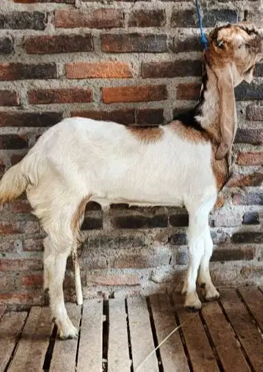 kambing jantan 35kiloanUP siap hewan qurban terbaik 2026 timbang hidup