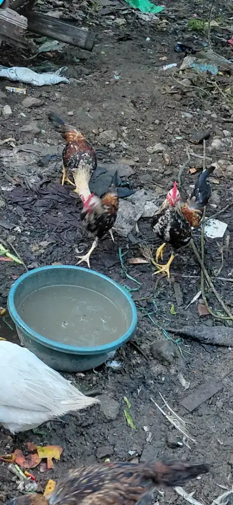 Ayam serama jantan 3 ekor