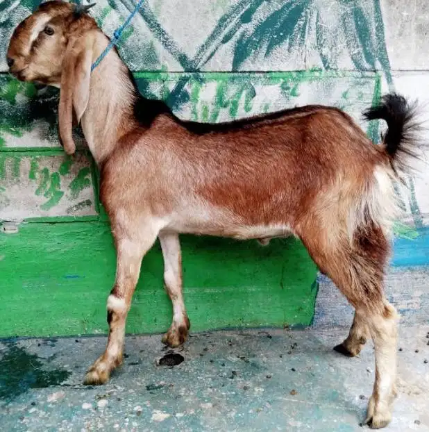 kambing qurban jantan 35kiloanUP timbang hidup siap kurban 2026 manteb