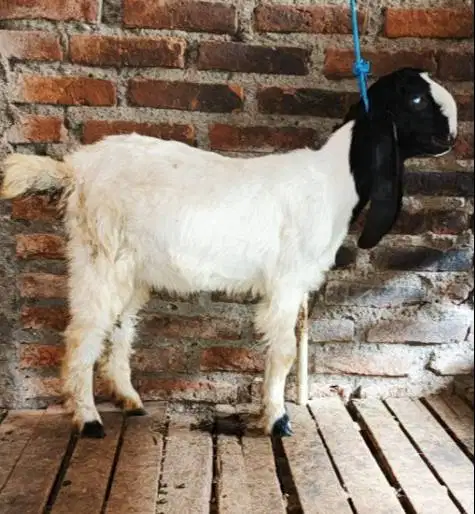 kambing qurban jantan 35kiloanUP timbang hidup siap kurban 2026 manteb