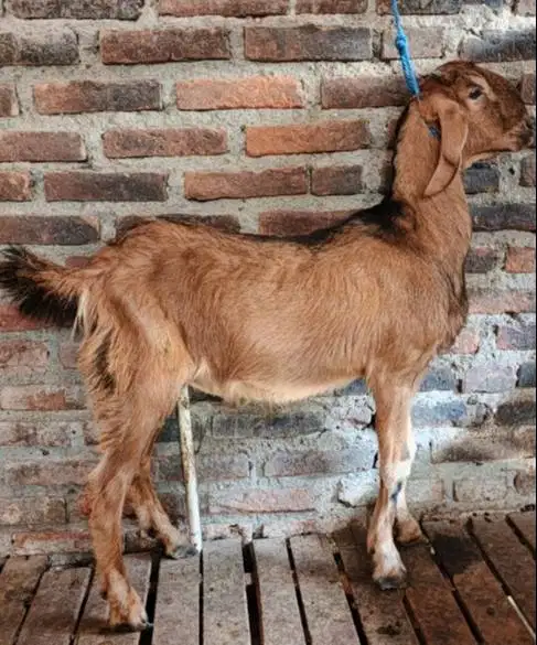 kambing qurban jantan 35kiloanUP timbang hidup siap kurban 2026 manteb