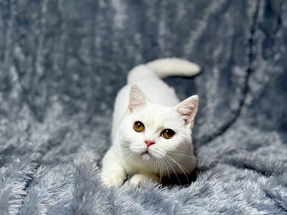 Kucing BSH Jantan White WCF