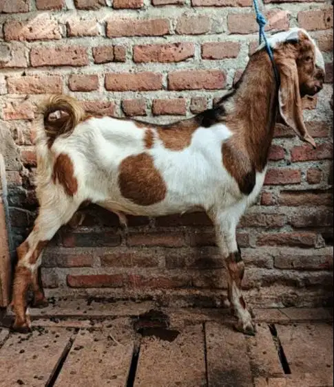 kambing qurban jantan 35kiloanUP timbang hidup siap kurban 2026 manteb