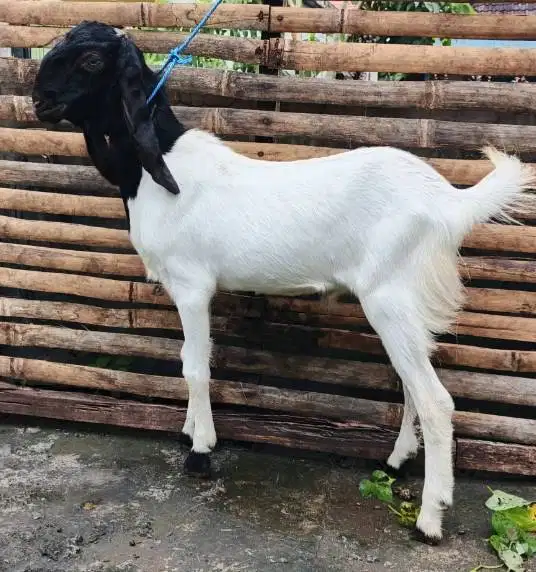 kambing qurban jantan 35kiloanUP timbang hidup layak kurban 2026 puas