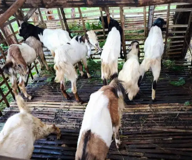 kambing qurban jantan 35kiloanUP timbang hidup layak kurban 2026 puas