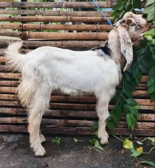 kambing qurban jantan 35kiloanUP timbang hidup rawatan kandang manteb