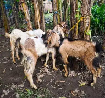 kambing qurban jantan 35kiloanUP timbang hidup rawatan kandang manteb