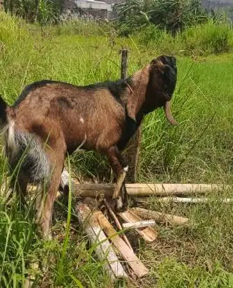 kambing qurban jantan 35kiloanUP timbang hidup rawatan kandang manteb