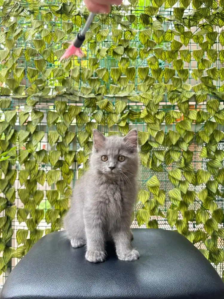 British Long Hair mix Persia kitten