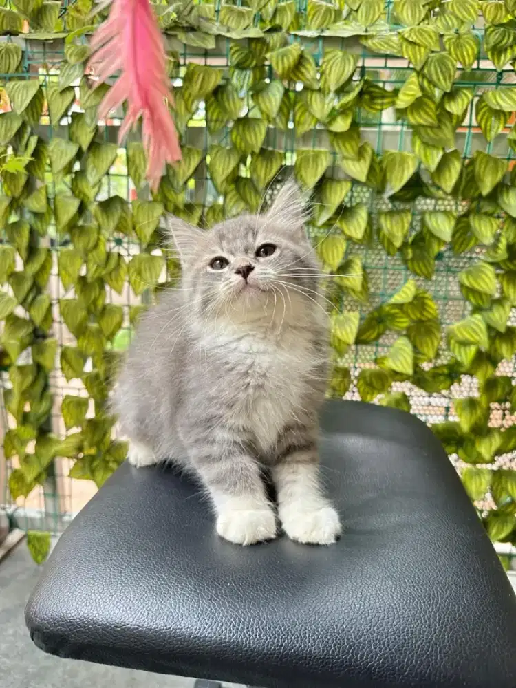 British Long Hair mix Persia kitten