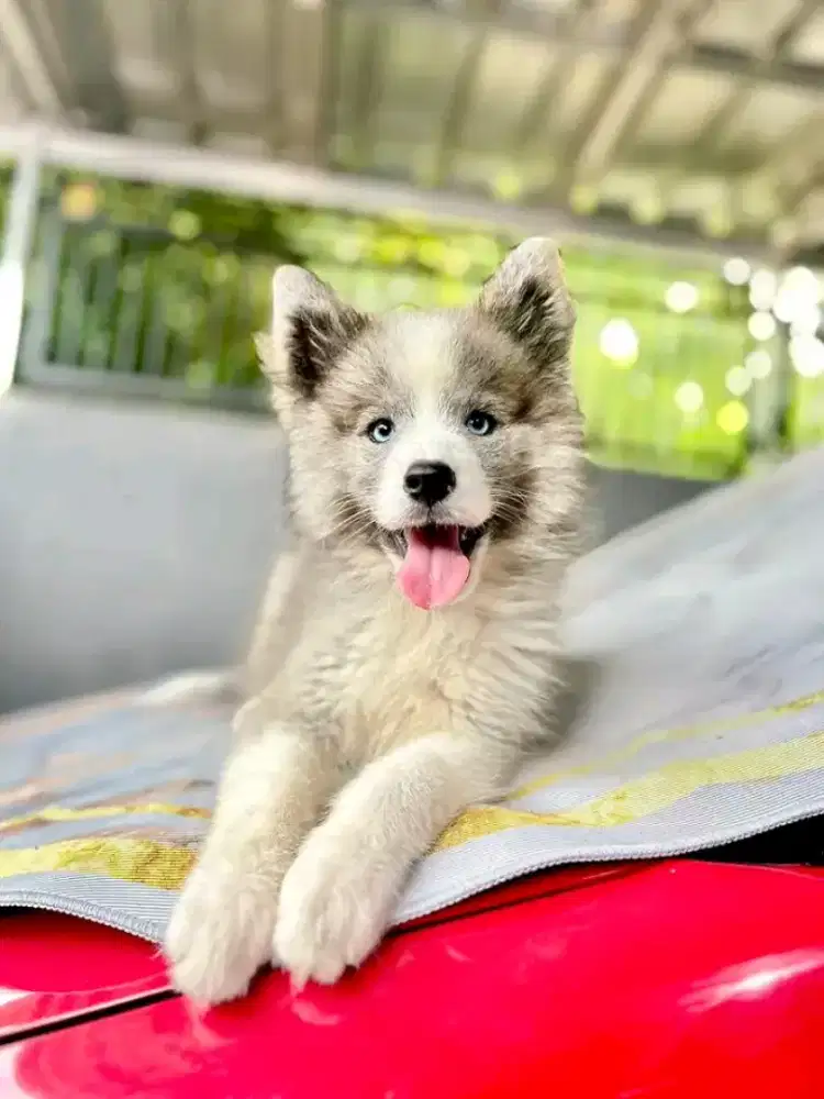 Baby husky usia 3bln jantan manja