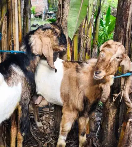 kambing qurban jantan 35kiloanUP layak kurban 2026 timbang hidup riil