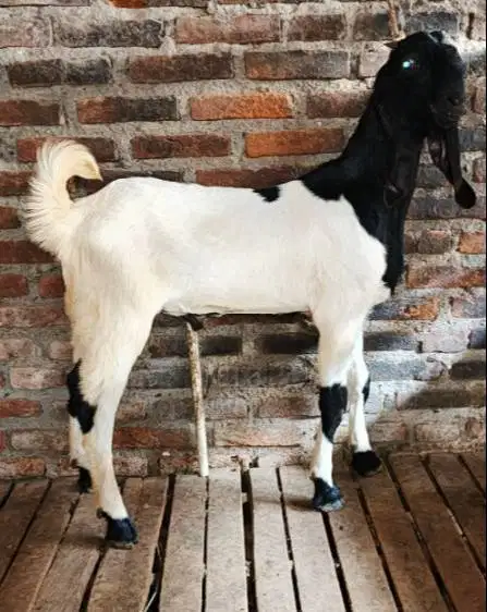 kambing qurban jantan 35kiloanUP layak kurban 2026 timbang hidup riil