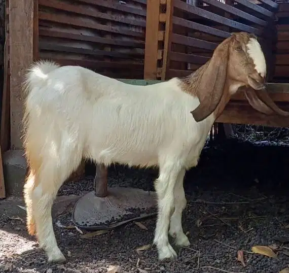 kambing jantan qurban 35kiloanUP layak kurban 2026 timbang riil hidup2