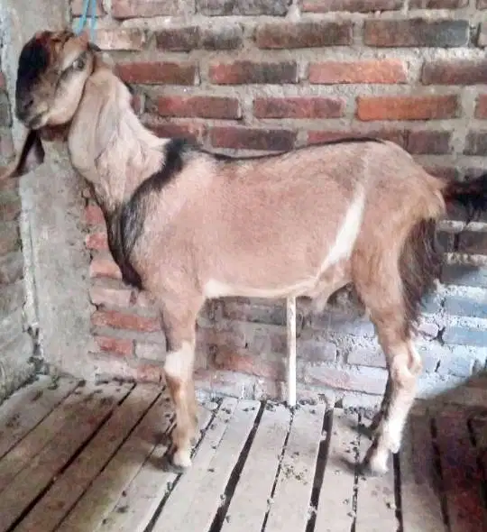 kambing jantan qurban 35kiloanUP layak kurban 2026 timbang riil hidup2