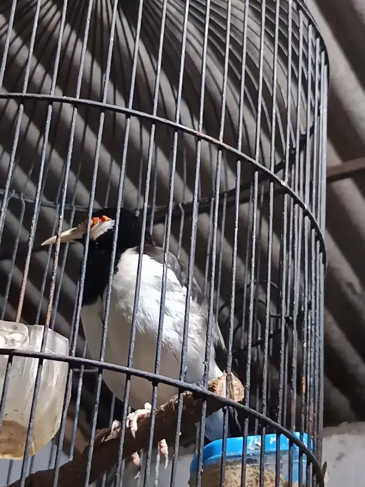 Jalak suren burung Jalak suren jinak isian kacer