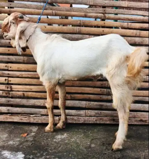 kambing jantan 35kiloanUP timbang riil hidup2 siap hewan qurban 2026
