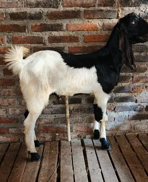 kambing jantan 35kiloanUP timbang riil hidup2 siap hewan qurban 2026