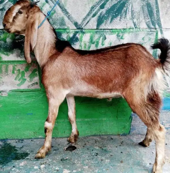 kambing jantan 35kiloanUP siap hewan kurban 2026 timbang riil hidup ok