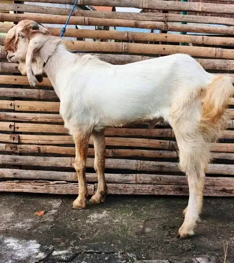 kambing jantan 35kiloanUP siap hewan kurban 2026 timbang riil hidup ok