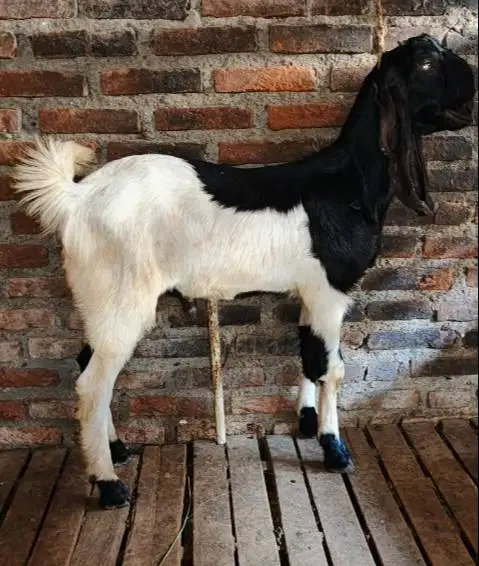 kambing jantan 35kiloanUP timbang hidup riil siap hewan kurban 2026 ok
