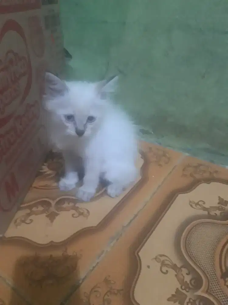 Jual anakan kucing himalaya