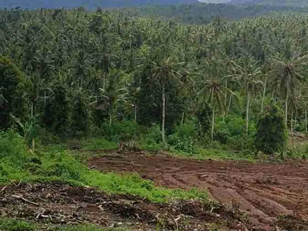 tanah kavling murah di kota negara