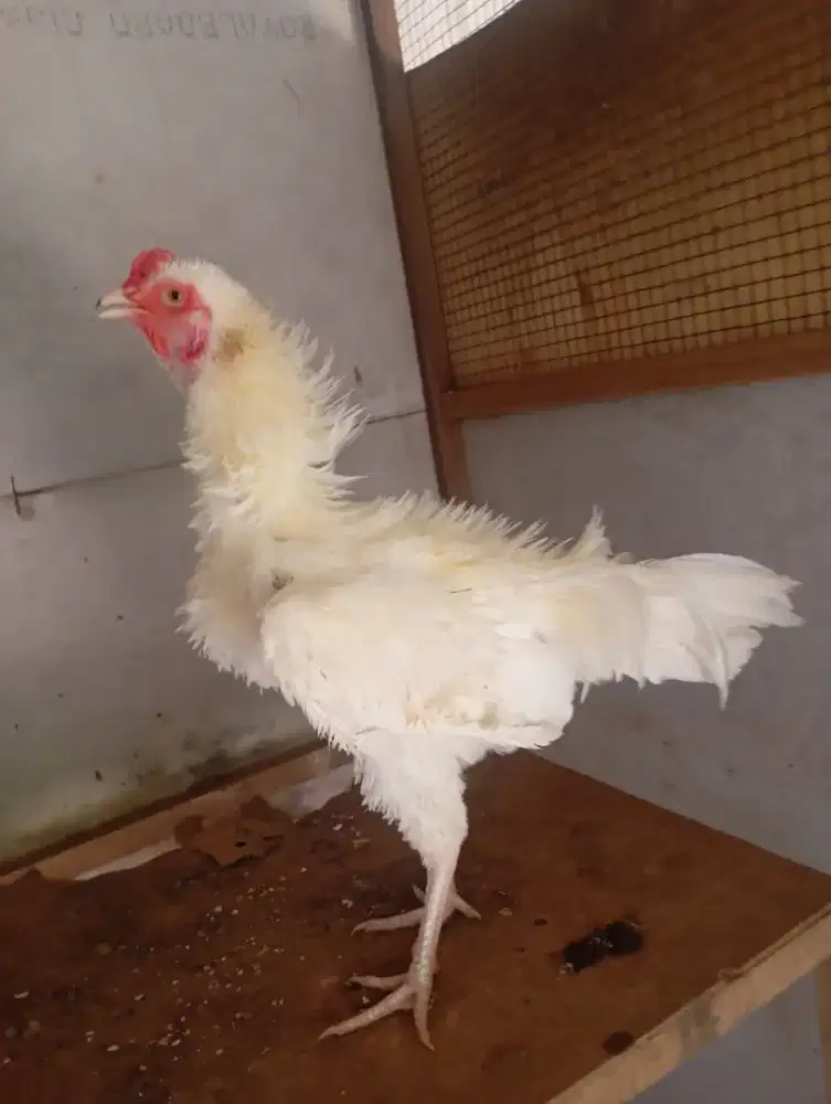 Ayam walik putih kampung jantan jago muda