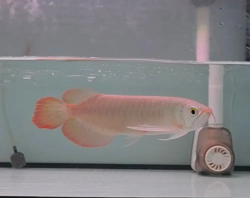 Arwana super red 22cm