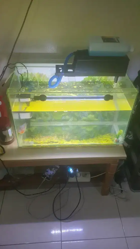 Edisi bosen aqurium mah lohan tggal trusin