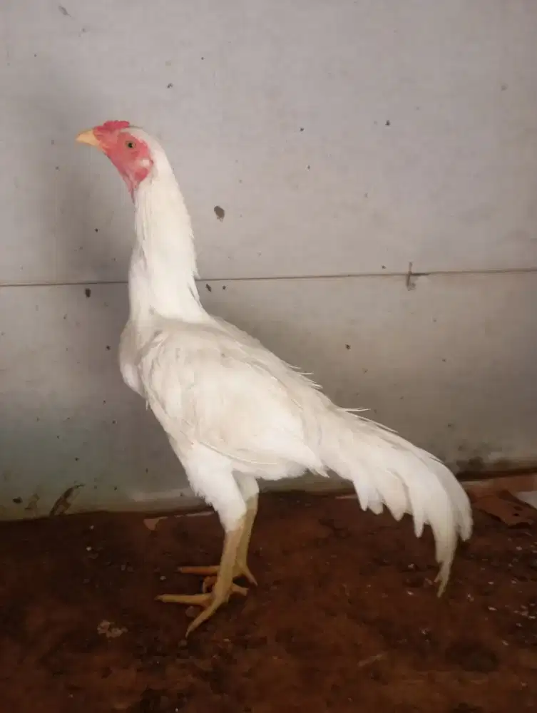Ayam bangkok putih blasteran kampung jantan jago muda lancur