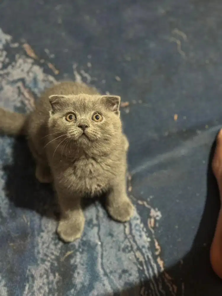 Jual kitten scotisf fold pure bread import murah meriah